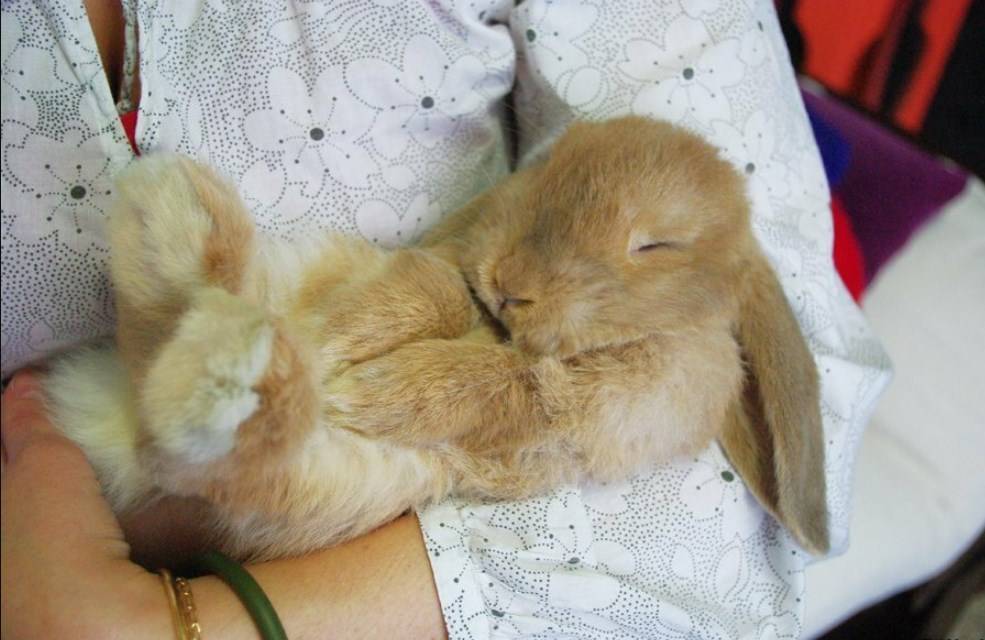 Как и сколько спят кролики?