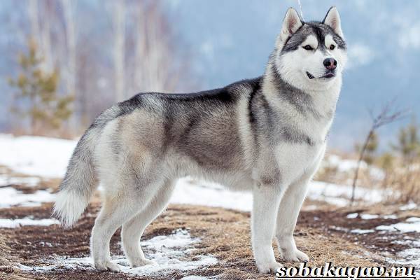 Сибирский хаски – снежный «волк» с дальнего севера