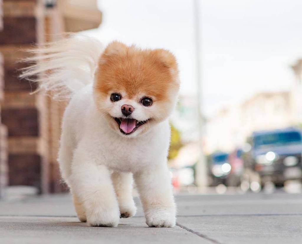 Топ-10 самых красивых собак во всем мире: названия пород с описанием и фото