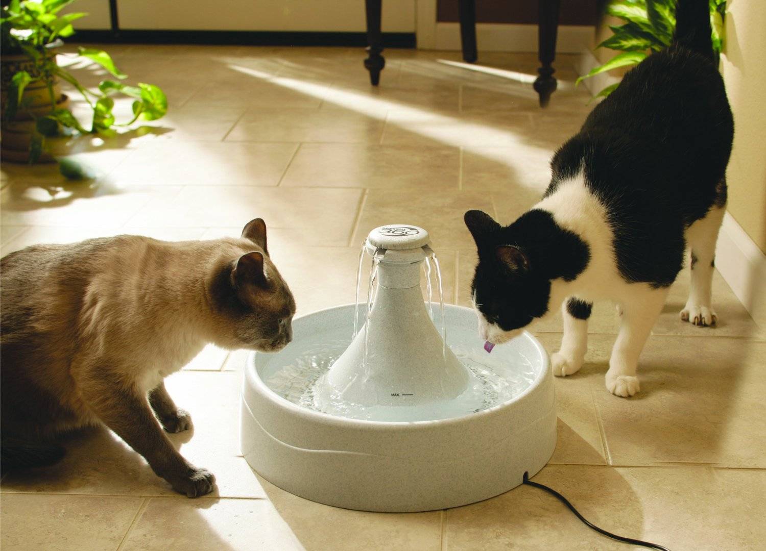 Автопоилка для кошек и котов: разновидности автоматической поилки и особенности выбора питьевого фонтанчика