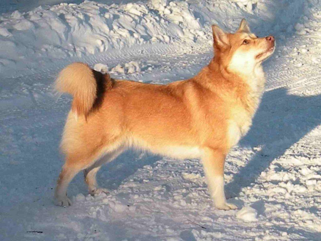 Бернская горная пастушья собака (бернский зенненхунд): фото, купить, видео, цена, содержание дома