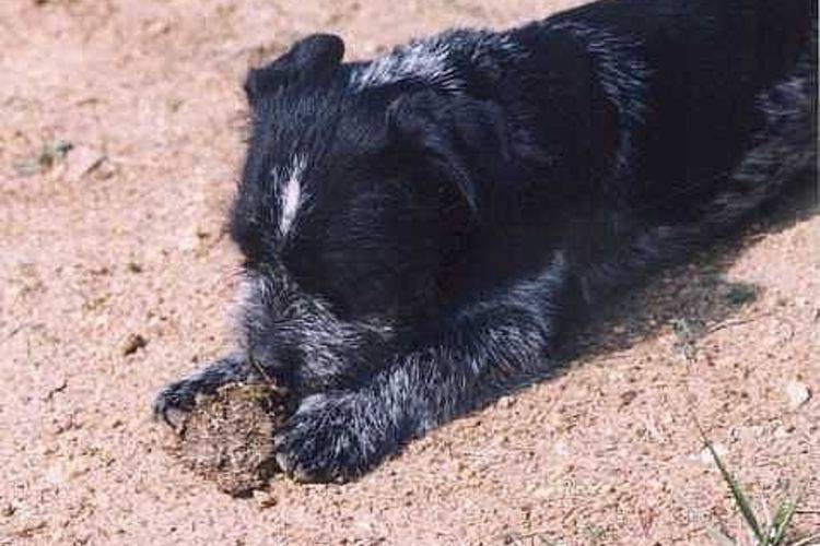 Почему собака ест кал (свой, чужой) - причины и что делать | блог ветклиники "беланта"