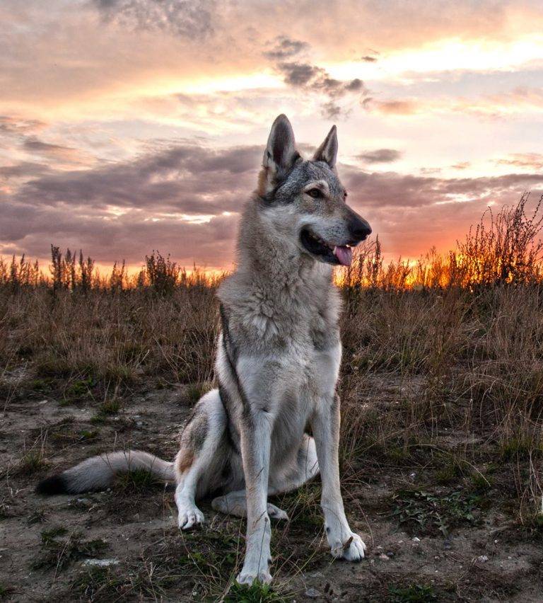 Чехословацкий влчак: фото, описание породы, содержание и уход