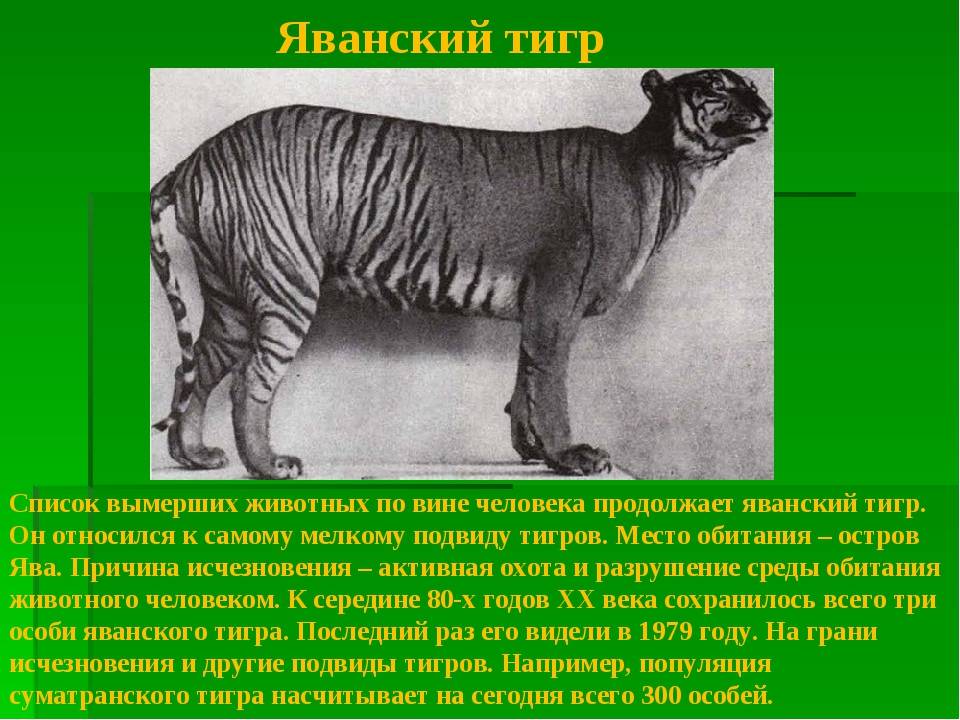 Морская корова-утраченный вид. почему вымерла стеллерова корова