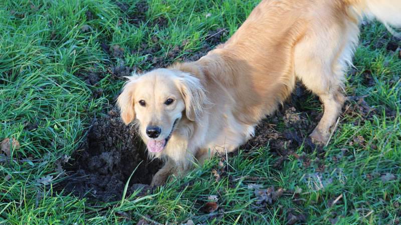 11 методов отучить собаку копать ямы во дворе