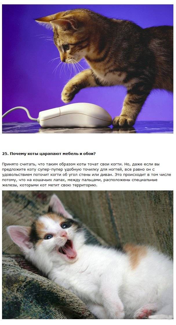Интересные факты о кошках