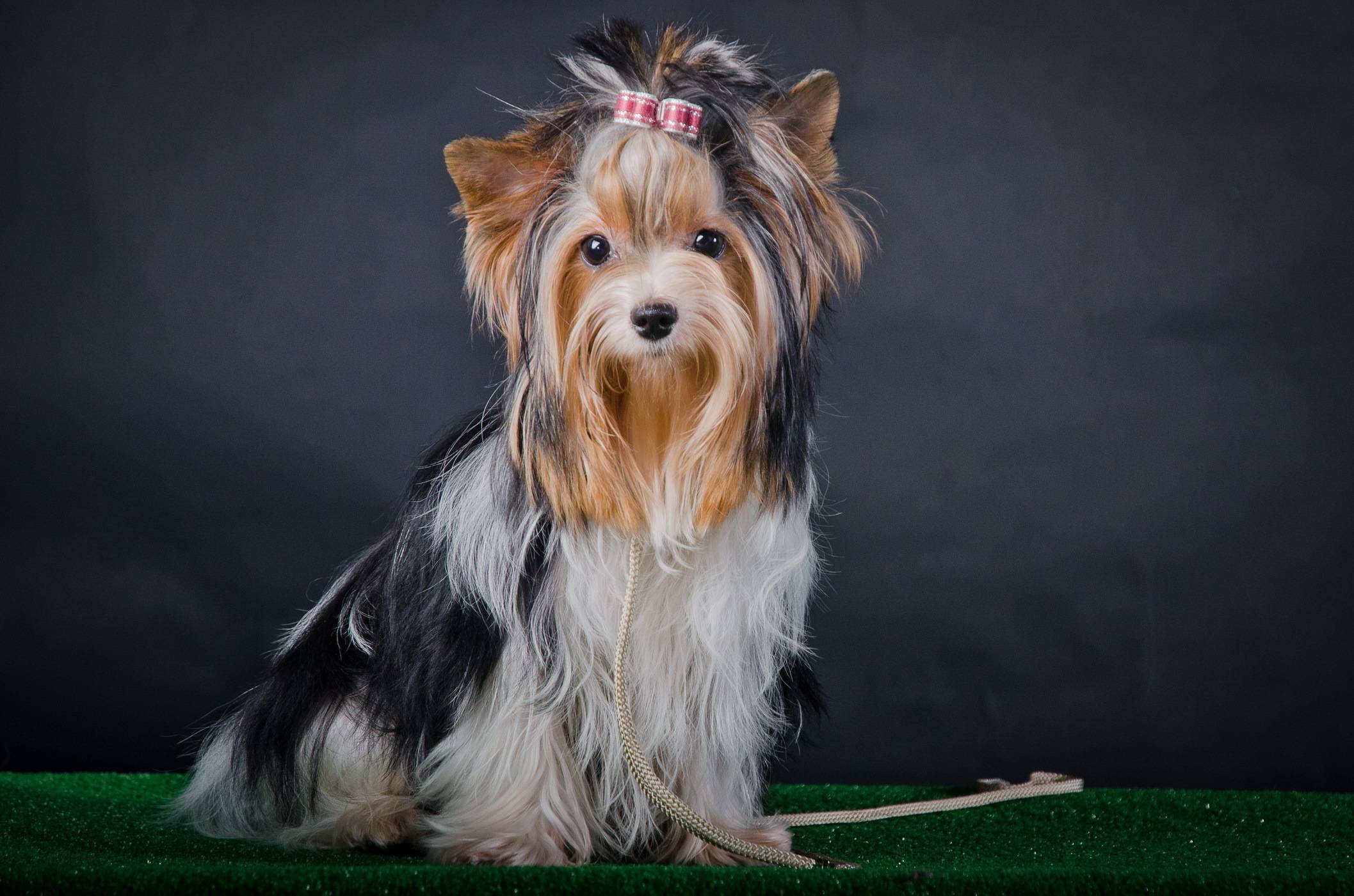 Йоркширский терьер мини: как выглядит карликовый щенок на фото, а также уход, содержание и кормление взрослой собаки