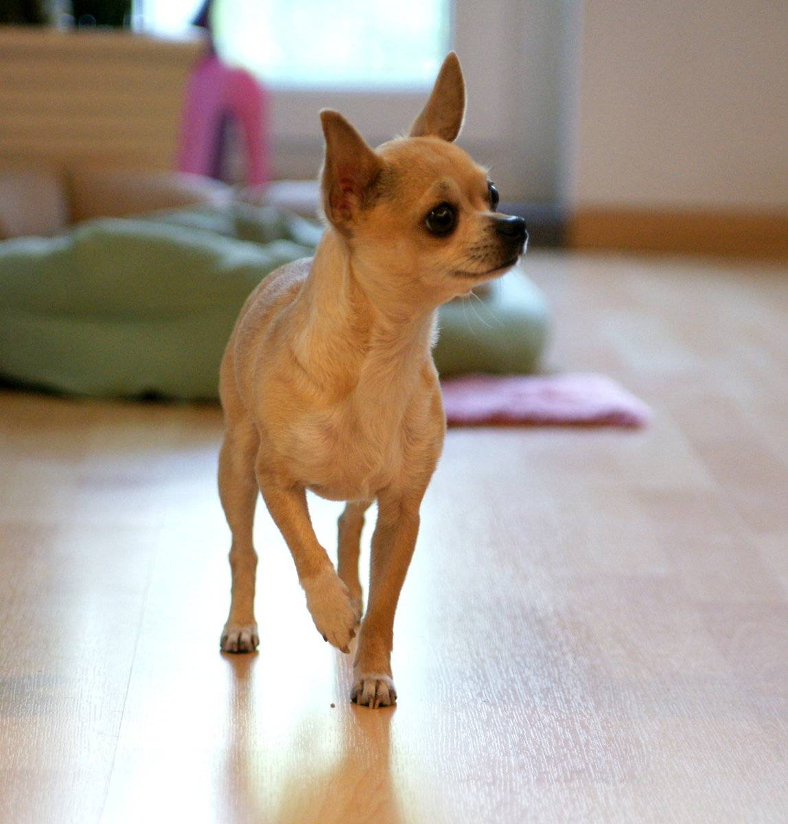 Топ-10 самых маленьких собак в мире