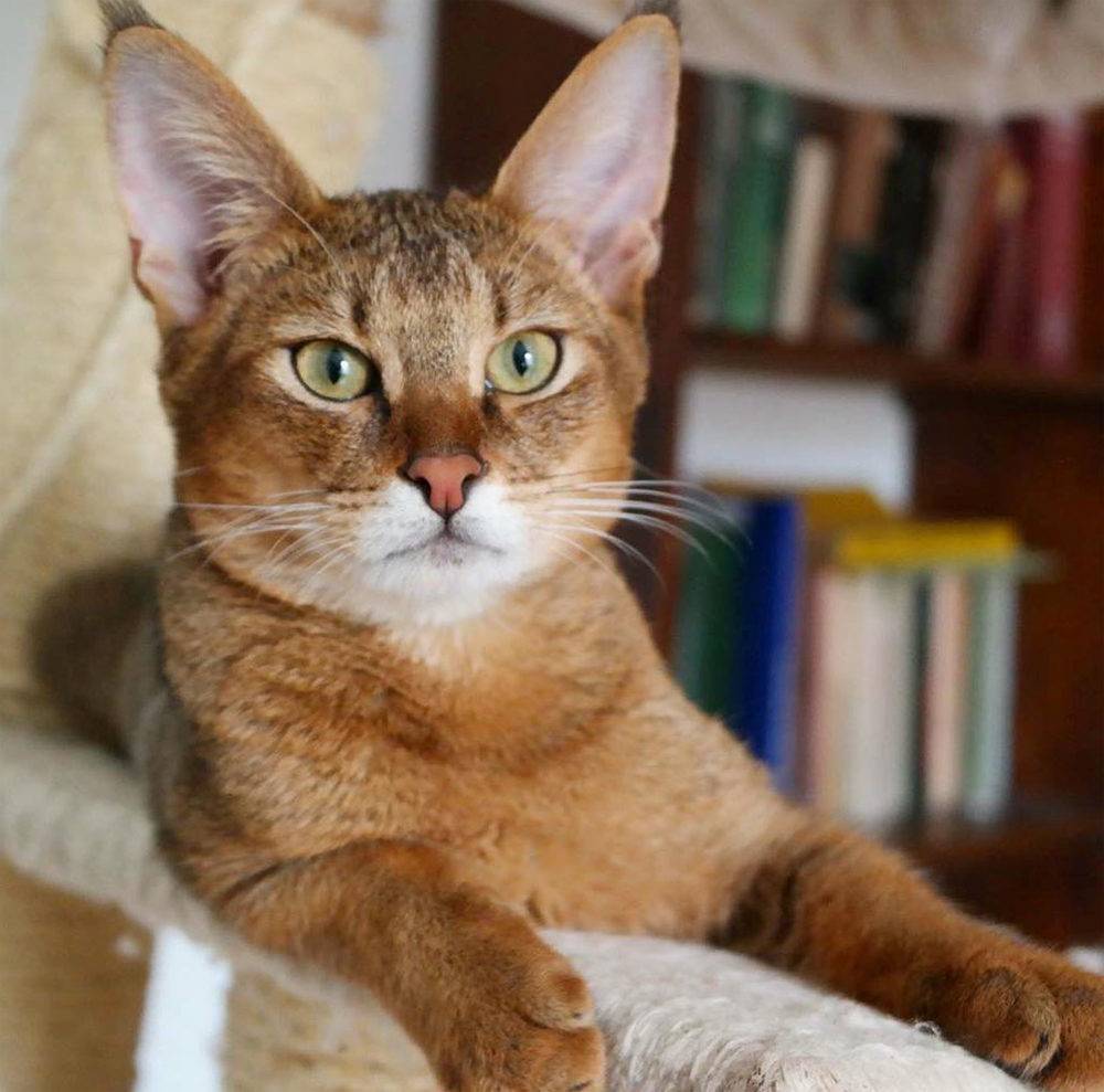 Чаузи (chausie): фото и описание породы кошек (характер, уход и кормление)