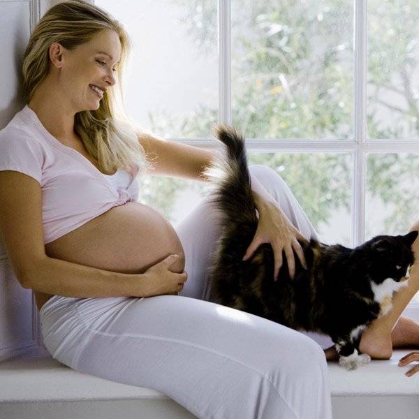 Почему беременным нельзя гладить кошек: плохие приметы и реальные угрозы.