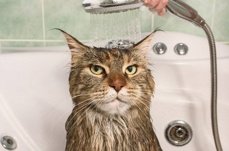 Почему кошки боятся воды: причины страха, правила купания в домашних условиях, можно ли приучить кота к водным процедурам, видео