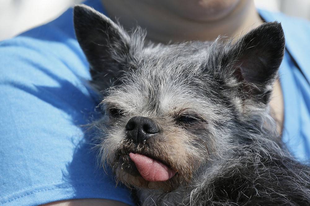 Топ 10 самых глупых пород собак в мире: описания и фотографии животных
