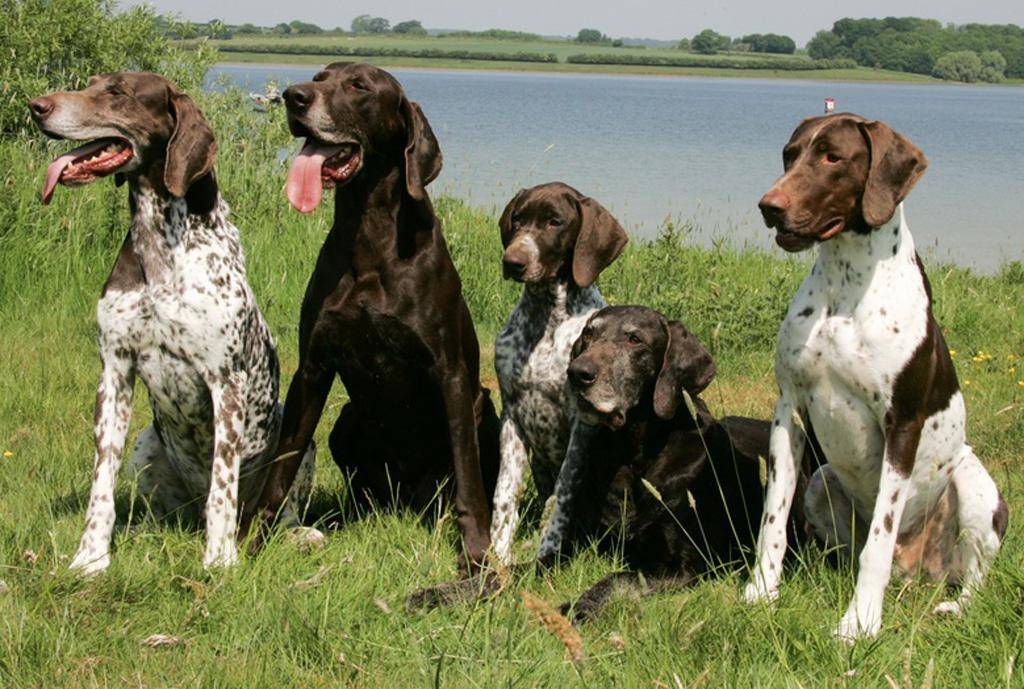 Охотничьи собаки: разновидности, характеристика, обучение