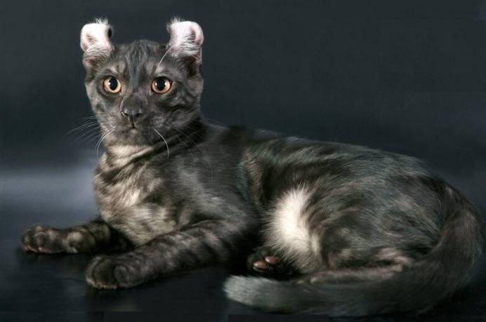 Американская короткошерстная кошка: фото, описание породы, характер, здоровье, уход и содержание