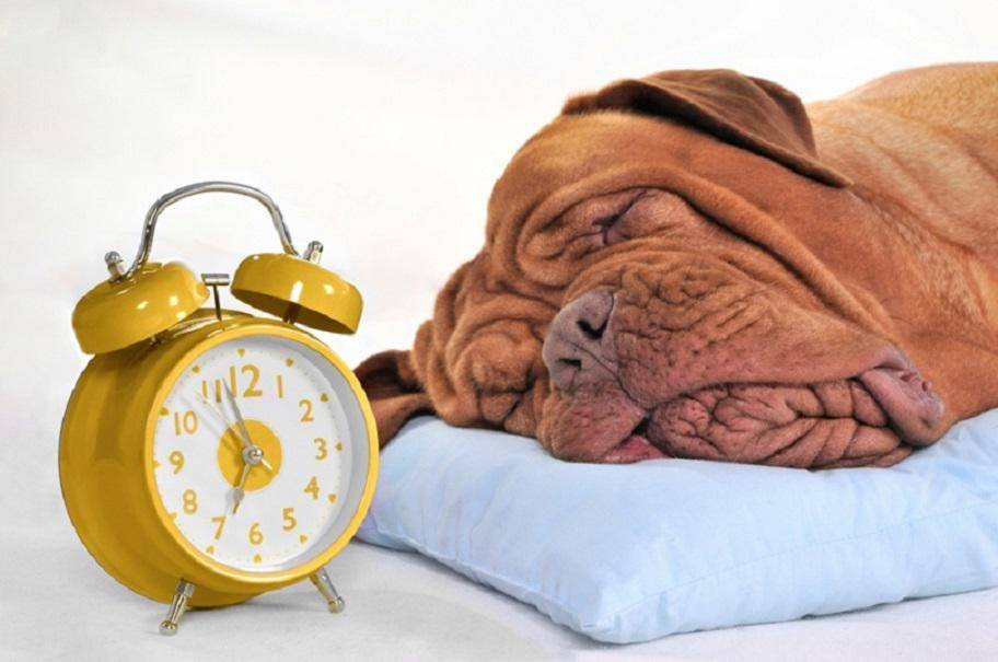 Сколько в среднем спят собаки?