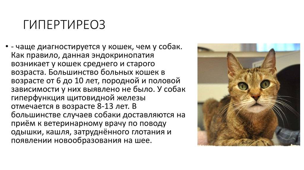 Гипертензия у кошек - причины повышения артериального давления у кошек, лечение в москве. ветеринарная клиника "зоостатус"