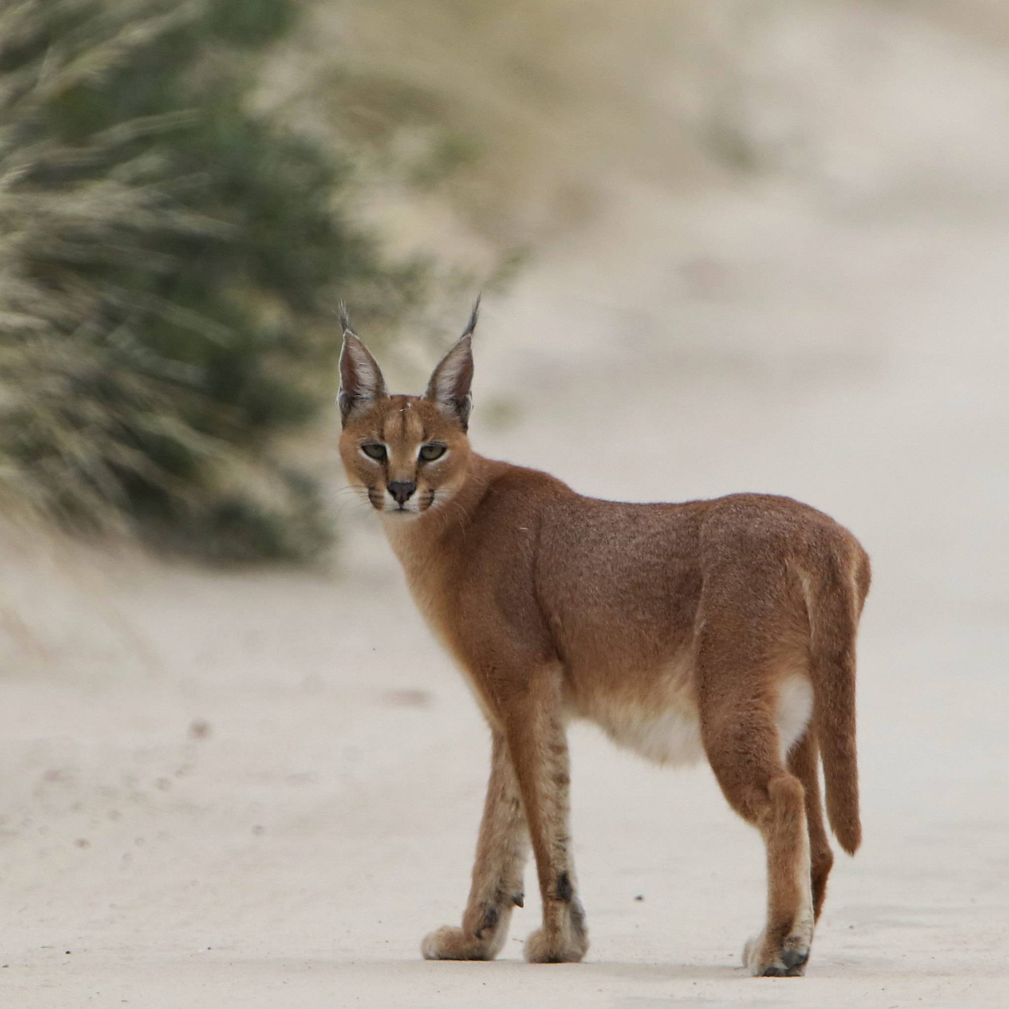 Каракал (пустынная или степная рысь): описание степной кошки, поведение и характер
