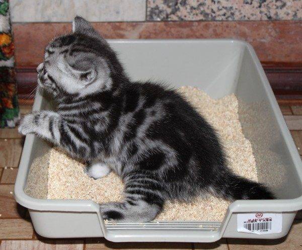 Как приучить котёнка к лотку быстро, можно ли за 1 день, советы ветеринаров