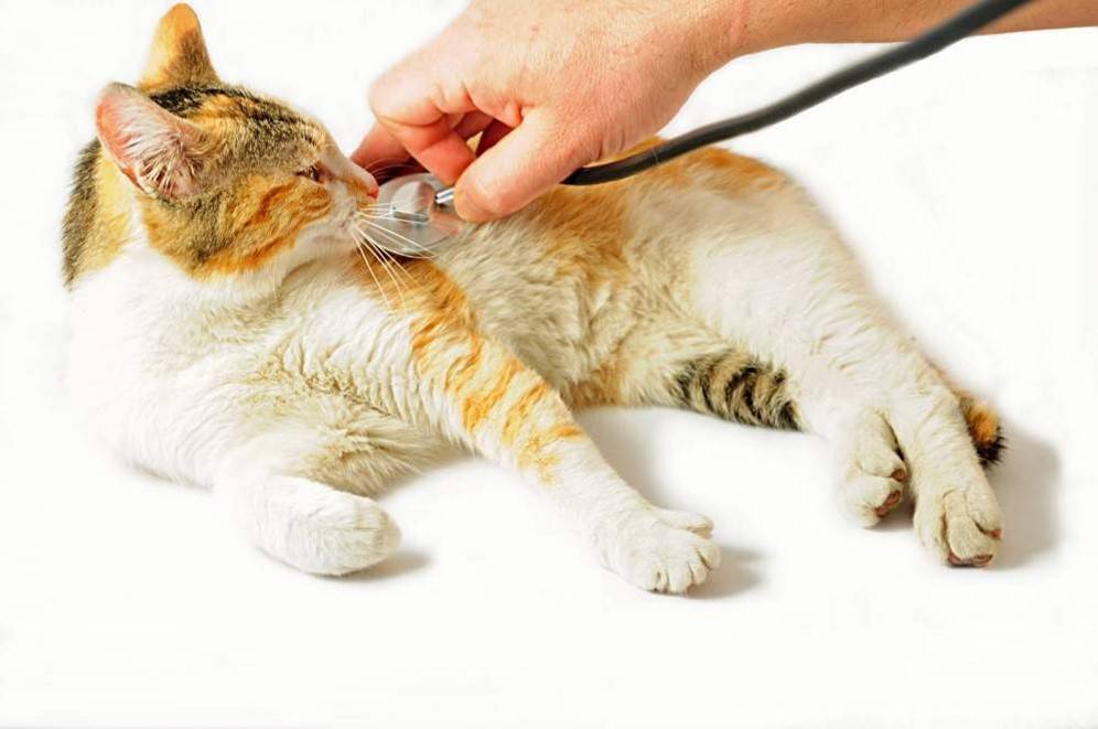 Описторхоз у кошек и котов: симптомы, лечение и профилактика