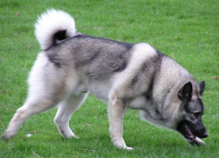 Норвежский элкхаунд - порода собак - информация и особенностях
