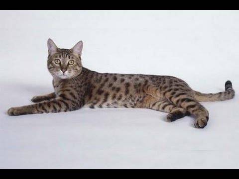 Калифорнийская сияющая кошка — описание породы кошек