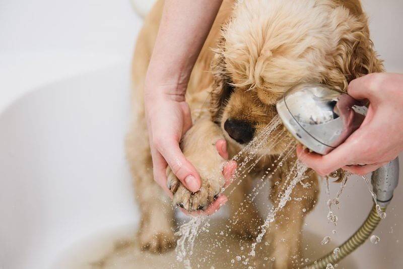 Как ведут себя собаки в жару: полезные советы как помочь питомцу в жаркую погоду