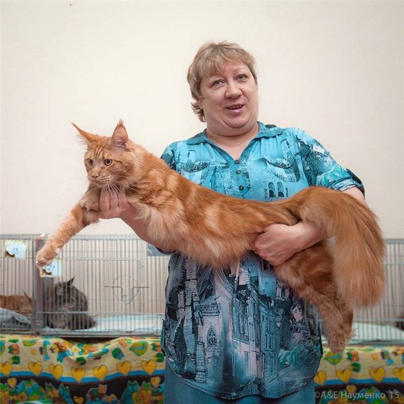 Метис мейн-куна — смесь с обычной кошкой