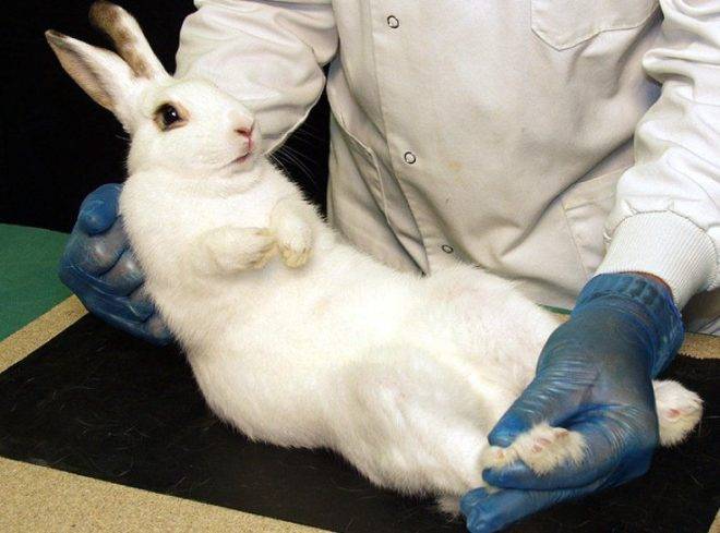 С какого возраста делают кастрацию декоративных кроликов: процесс стерилизации