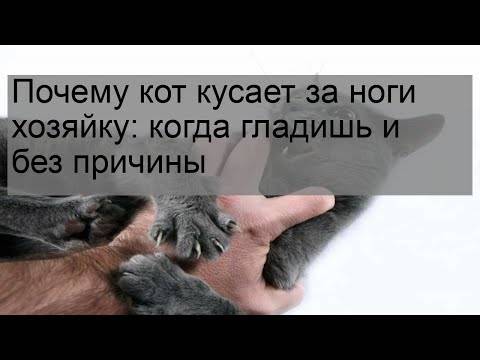 Почему кошки кусают руки хозяина: причины, как отучить