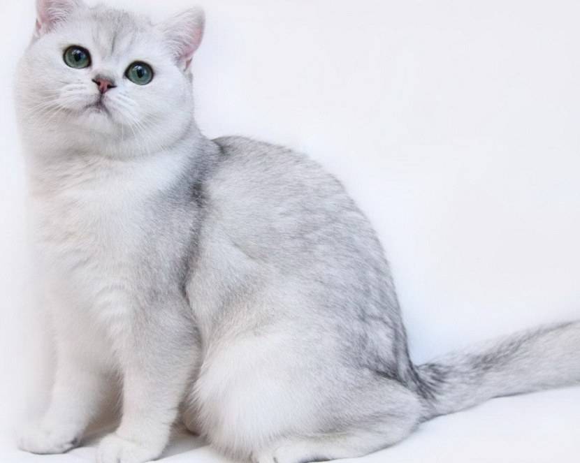 Британская короткошерстная кошка: фото, описание породы, окрасы и отзывы
