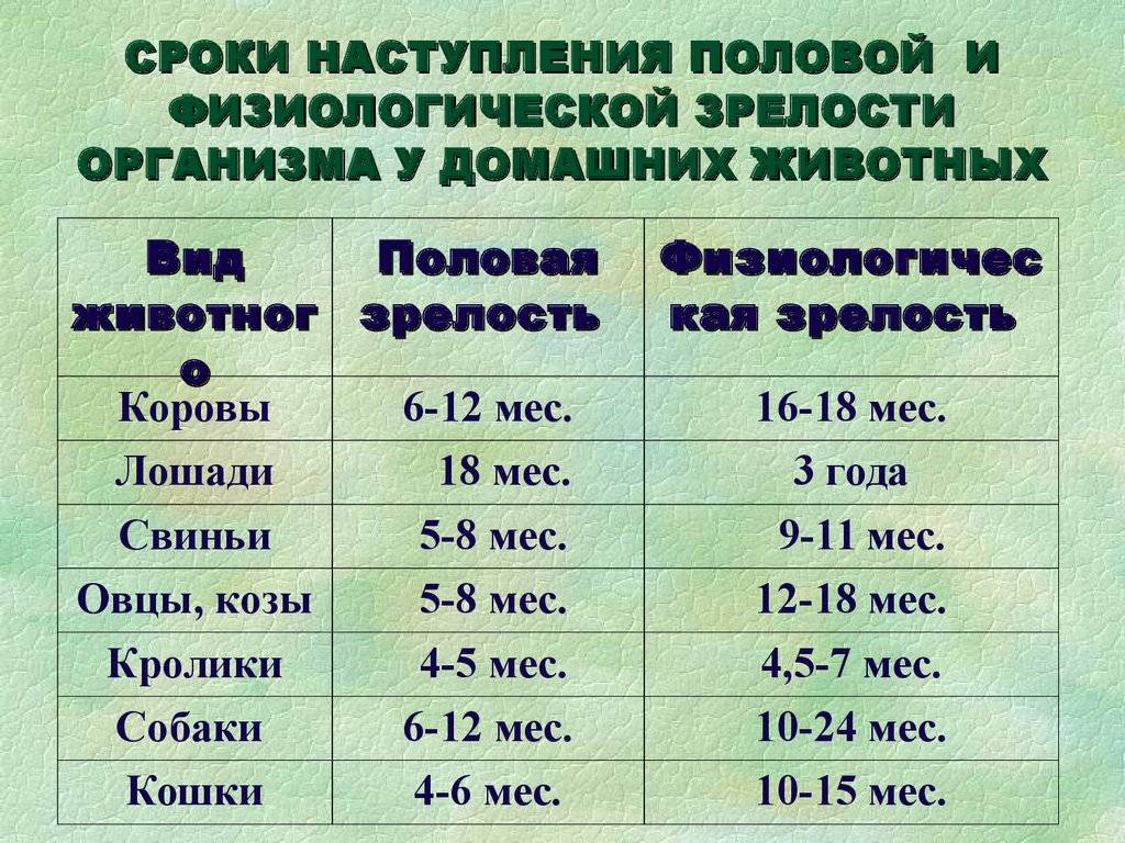 Половое созревание у котов и кошек: когда наступает