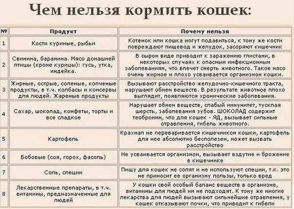 Можно ли кошкам рыбу