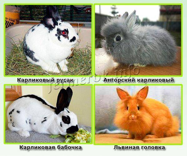 Декоративные кролики: породы, уход и описание