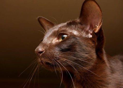 Кошка гавана браун (100 фото): цена, описание породы, характер, окрас, содержание, уход и много других интересных фактов о кошке породы гавана смотрите в статье!
