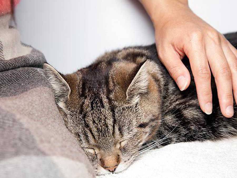Кот чихает: причины, что делать в домашних условиях