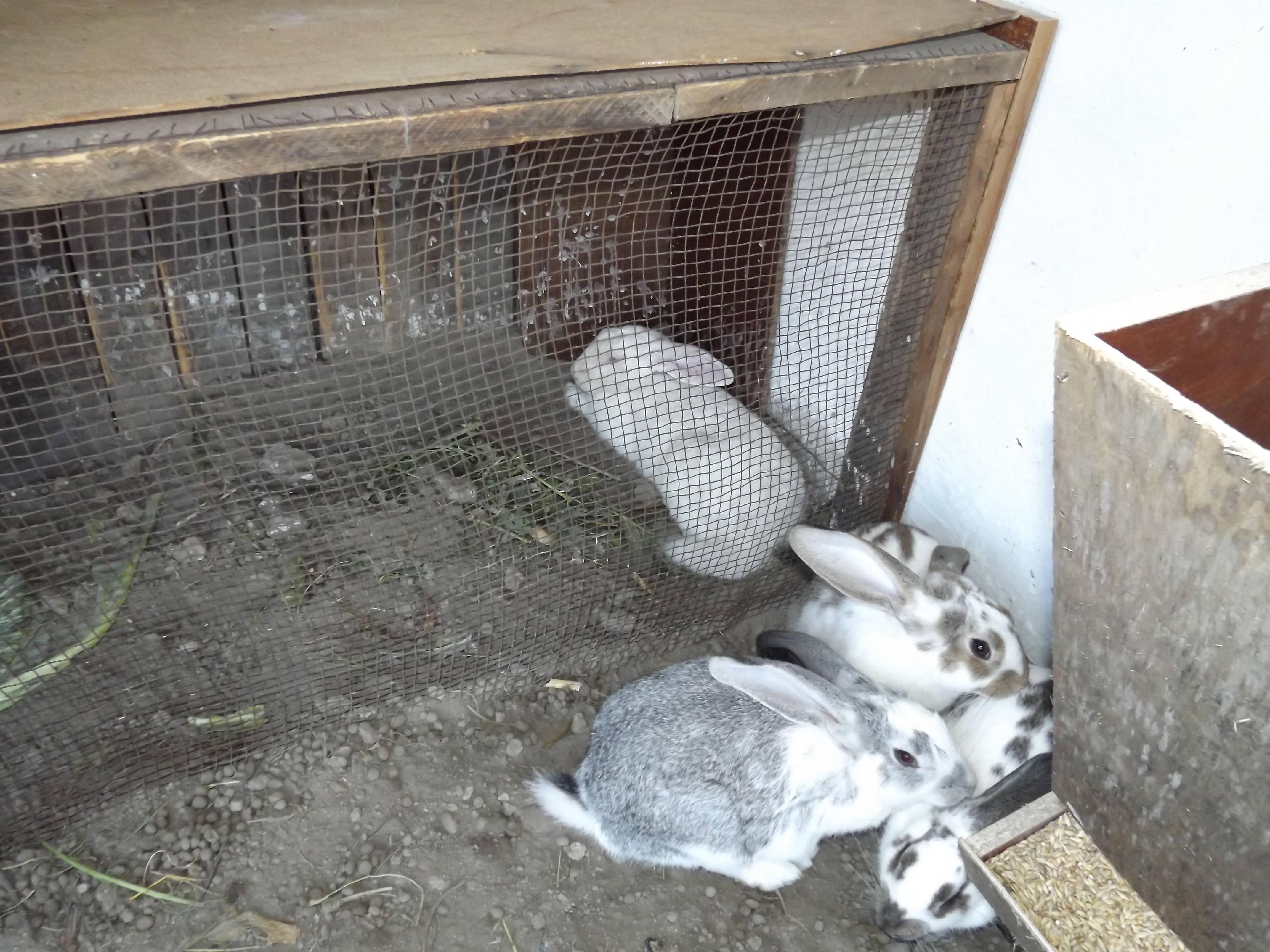 Содержание кроликов зимой на улице и в домашних условиях