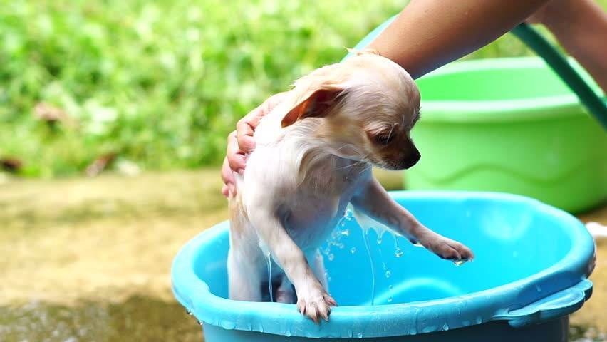 Сколько можно купать собаку. Собака в тазике. Собака купается. Щенок купается. Мытье собаки.