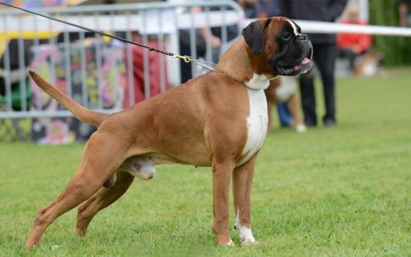 Немецкий боксер собака: фото, характеристика, описание породы, отзывы, видео