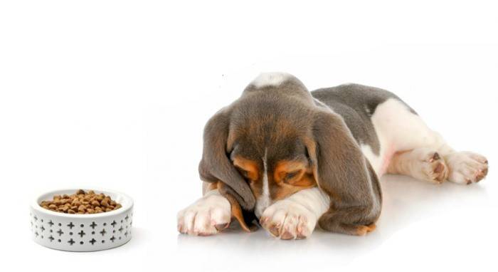 По каким причинам собаки не едят и длительное время отказываются от еды