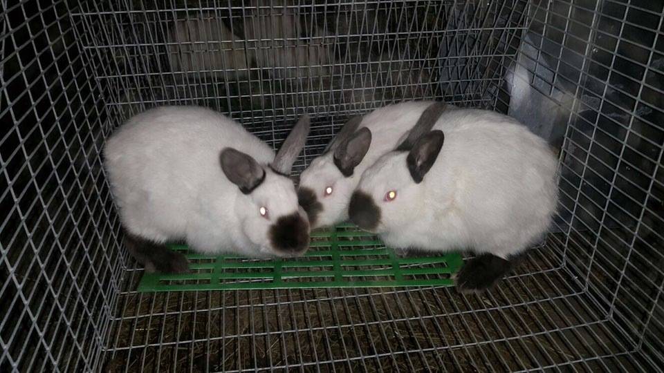 Породы кроликов для разведения на мясо в домашних условиях