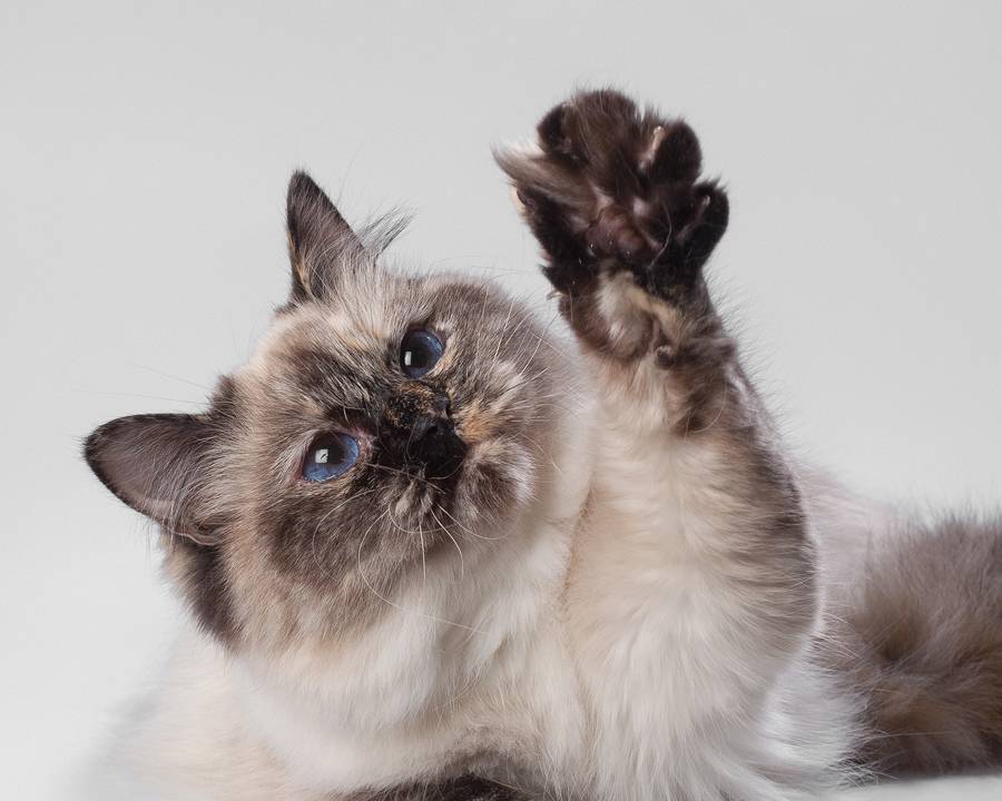 Невская маскарадная кошка, как эталон красоты домашних питомцев