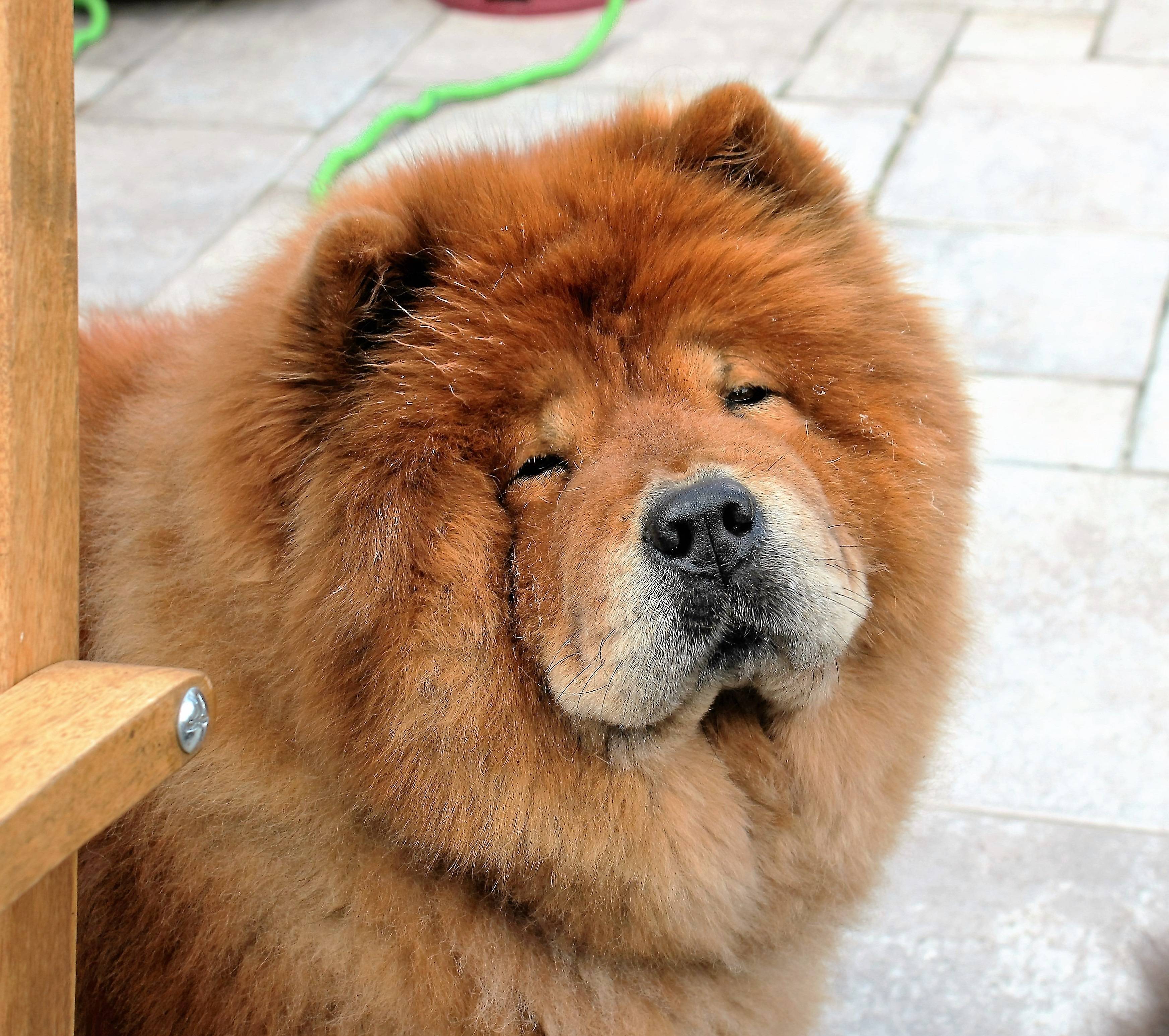 Порода собак с синим языком: как называется, описание, особенности содержания - animallist.ru