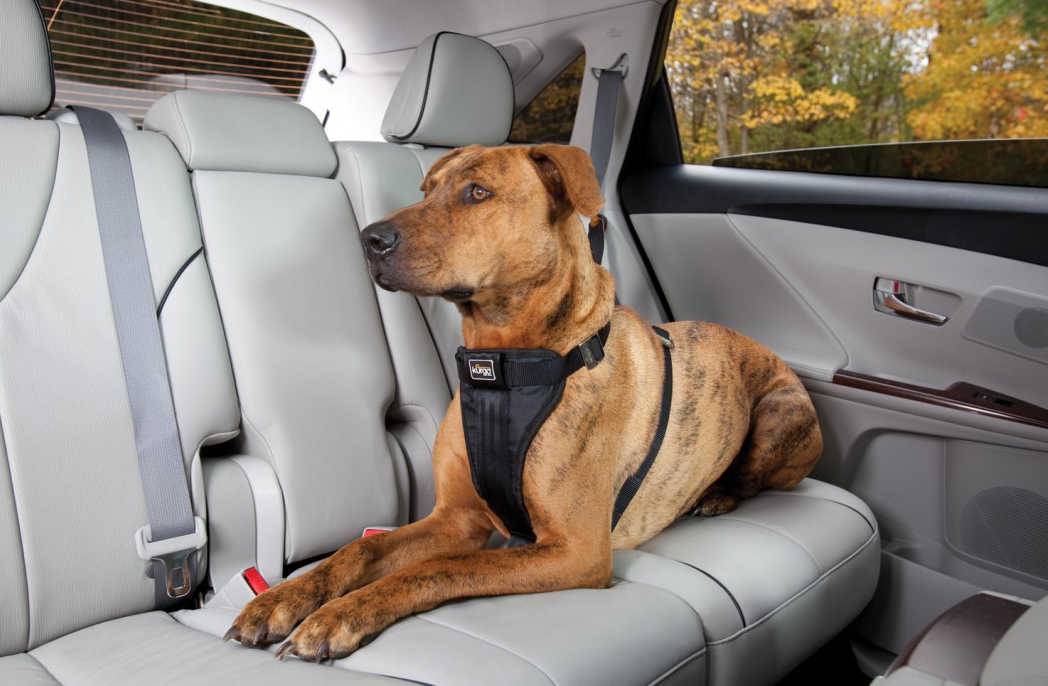 Что делать, когда собаку укачивает в машине? причины и советы
