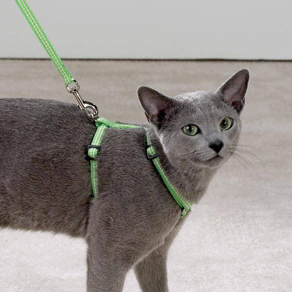 Шлейка для кошек: как одеть шлейку на кошку, поводок для кошек, приучение кота к шлейке и прогулкам