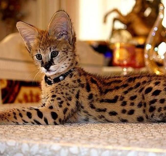 Топ-10 самых дорогих пород кошек в мире