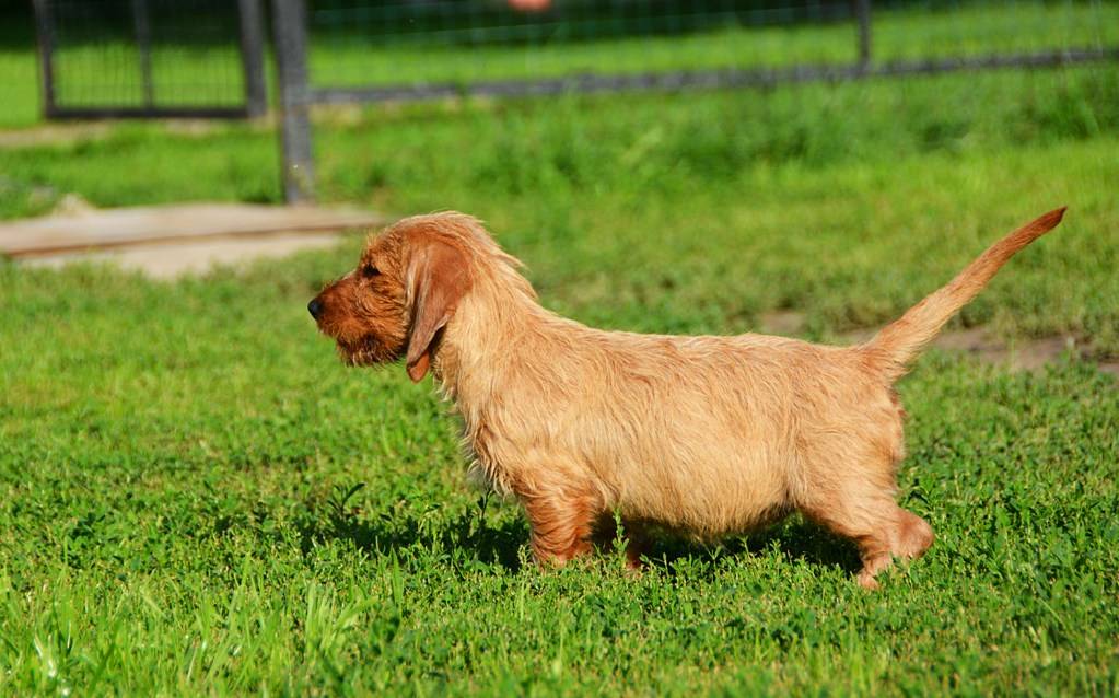 Малый вандейский бассет-гриффон: описание породы собак с фото и видео