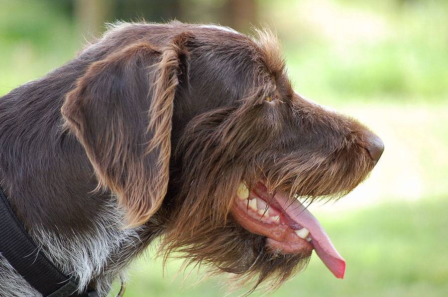 Брюссельский гриффон собака. описание, особенности, уход и цена породы