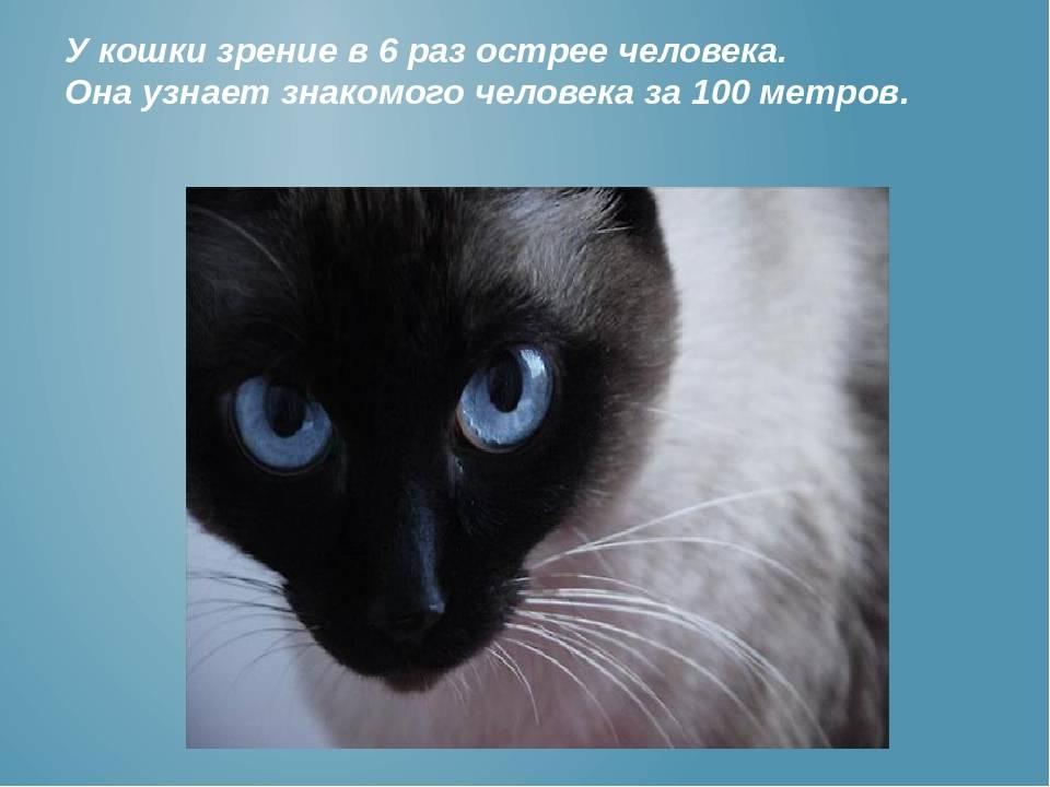 Как видят кошки и коты наш мир: какое у них зрение, различают ли животные цвета и другие особенности кошачьего зрительного мировосприятия