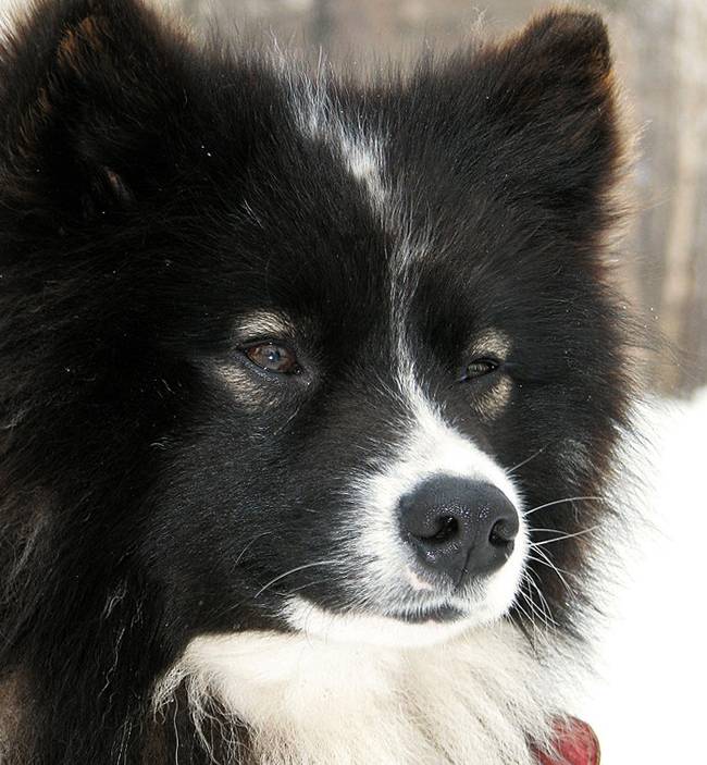Шалайка (27 фото): описание новой породы собак в россии. характер собаки сулимова. содержание квартерона