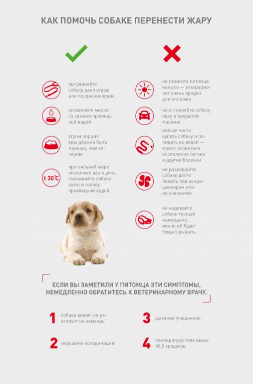 Как помочь собаке в жару: советы и рекомендации опытных владельцев